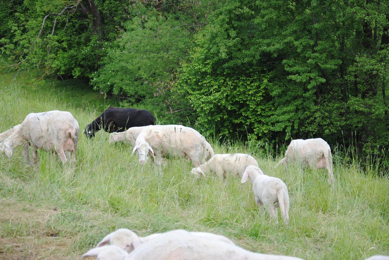Landgasthof Seyrlberg Reichenau im Mühlkreis 外观 照片