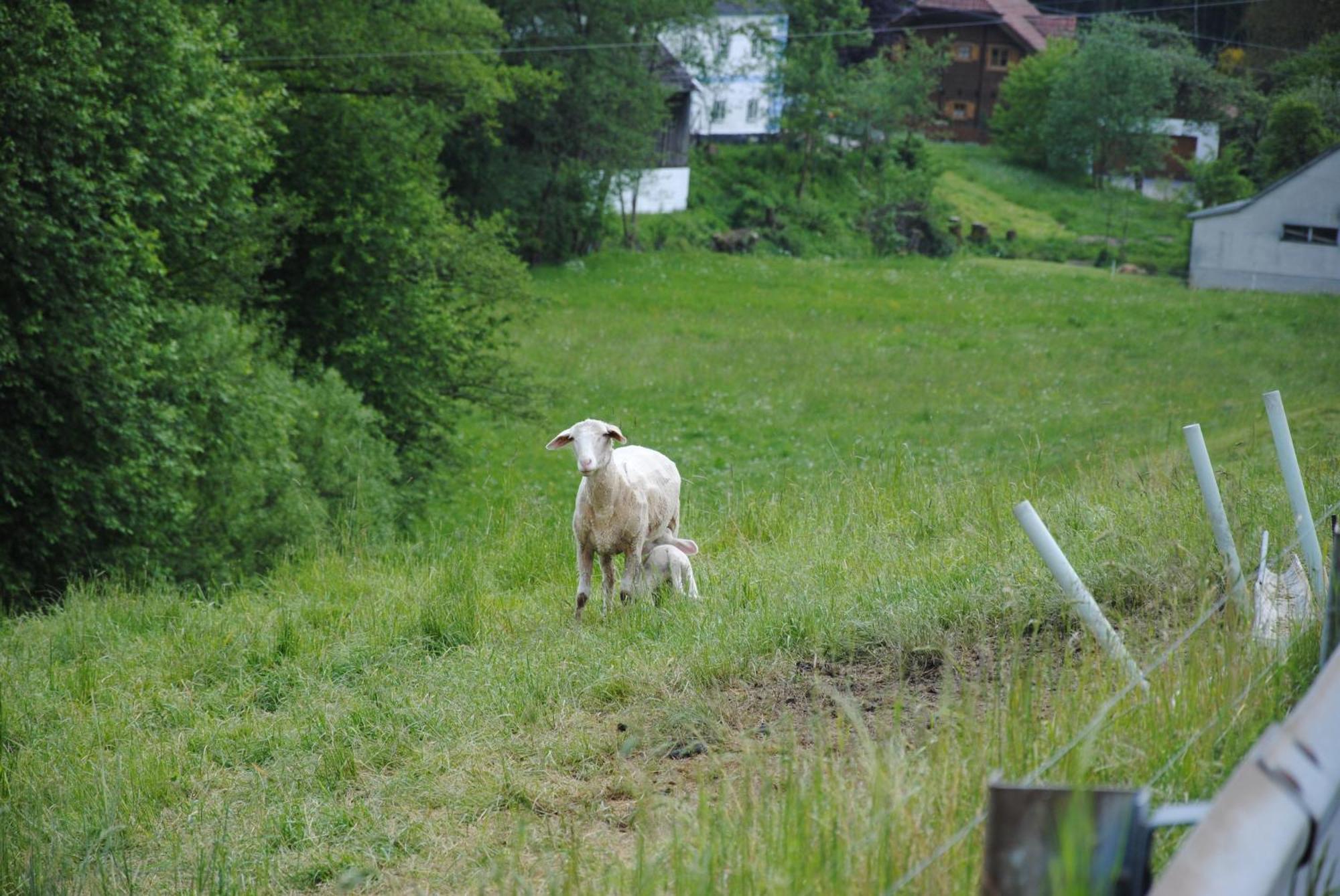 Landgasthof Seyrlberg Reichenau im Mühlkreis 外观 照片